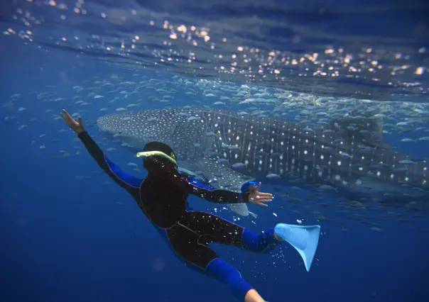 ¿Por qué no está permitido nadar con tiburón ballena en Bahía de Los Ángeles?