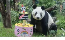 Xin Xin, la panda más mexicana, cumple 35 años y lo celebra en Chapultepec con una gran fiesta