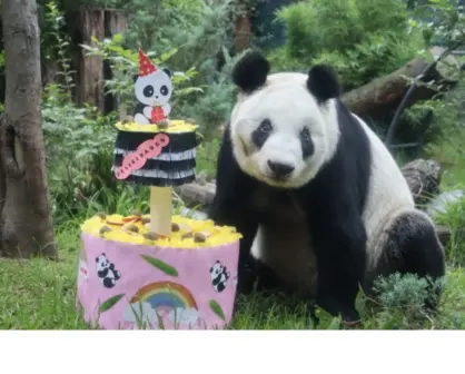 Xin Xin, la panda más mexicana, cumple 35 años y lo celebra en Chapultepec con una gran fiesta