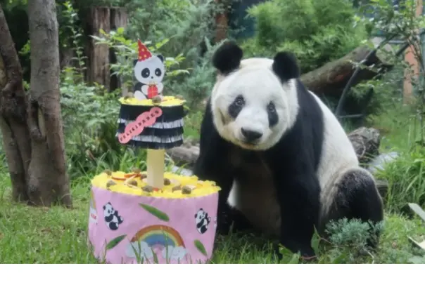 Xin Xin, la panda más mexicana, cumple 35 años y lo celebra en Chapultepec con una gran fiesta