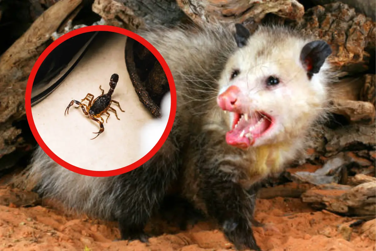 El tlacuache o zarigüeya es el animal nativo de Tamaulipas que puede controlar cualquier plaga en tiempo récord y sin esfuerzoFREEPIK