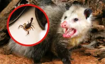Este animal nativo de Tamaulipas controla cualquier plaga en tiempo récord y sin esfuerzo