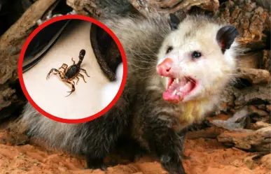 Este animal nativo de Tamaulipas controla cualquier plaga en tiempo récord y sin esfuerzo