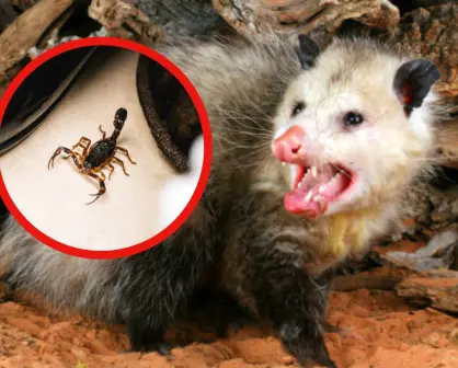 Este animal nativo de Tamaulipas controla cualquier plaga en tiempo récord y sin esfuerzo