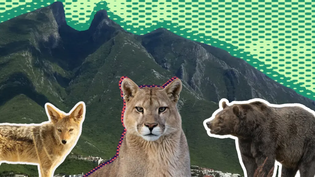 Animales nativos salvajes de Nuevo León: 4 consejos del gobierno para tener vida silvestre en casa
