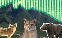 Animales nativos salvajes de Nuevo León: 4 consejos del gobierno para tener vida silvestre en casa