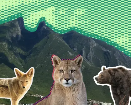 Animales nativos salvajes de Nuevo León: 4 consejos del gobierno para tener vida silvestre en casa