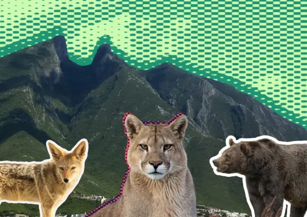Animales nativos salvajes de Nuevo León: 4 consejos del gobierno para tener vida silvestre en casa