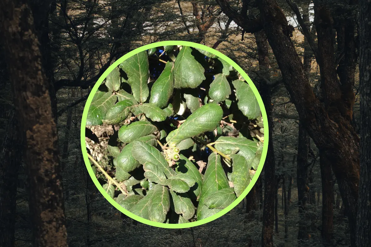 Los frutos de este árbol nativo de Durango sirven como alimentos para algunos animales silvestres. Foto: Especial.
