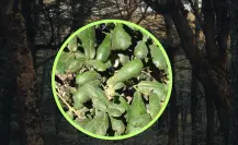 El árbol nativo de Durango cuyas bellotas sirven de alimento a ardillas y roedores