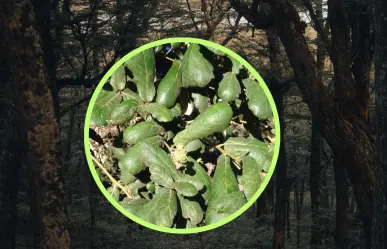El árbol nativo de Durango cuyas bellotas sirven de alimento a ardillas y roedores