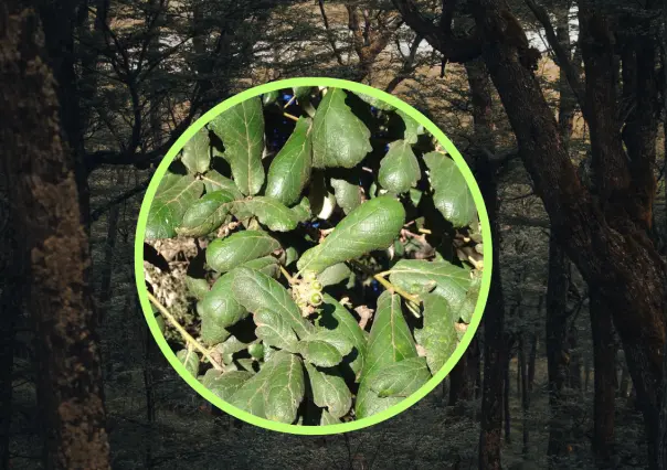 El árbol nativo de Durango cuyas bellotas sirven de alimento a ardillas y roedores