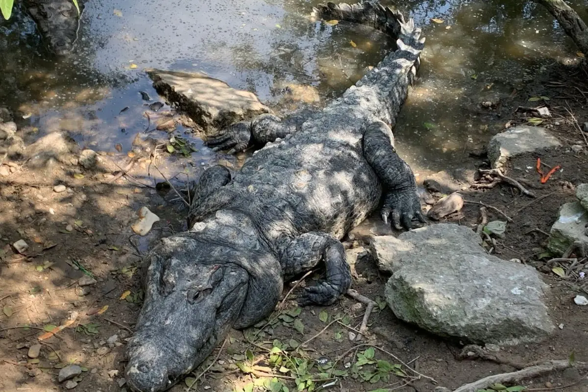 En seis días se han capturado más de cien ejemplares, gran porcentaje se concentra en Ciudad Madero, donde la situación se ha vuelto cotidiana. Foto: Protección Civil