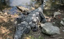 UMA trabajará en la sobrepoblación de cocodrilos del sur de Tamaulipas