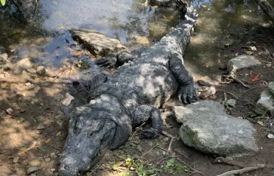 UMA trabajará en la sobrepoblación de cocodrilos del sur de Tamaulipas