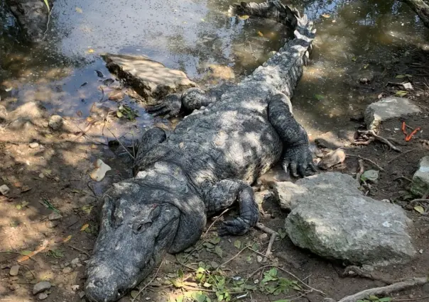 UMA trabajará en la sobrepoblación de cocodrilos del sur de Tamaulipas