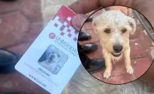 Universidad de Durango designa a un perrito Coordinador de Apoyo Emocional
