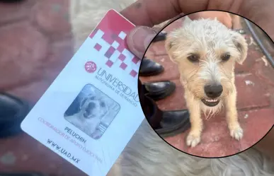 Universidad de Durango designa a un perrito Coordinador de Apoyo Emocional