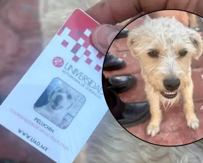 Universidad de Durango designa a un perrito Coordinador de Apoyo Emocional