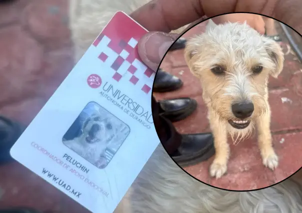 Universidad de Durango designa a un perrito Coordinador de Apoyo Emocional