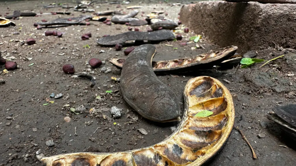 La semilla nativa de Tamaulipas que ayuda a combatir el cáncer, según la UAT