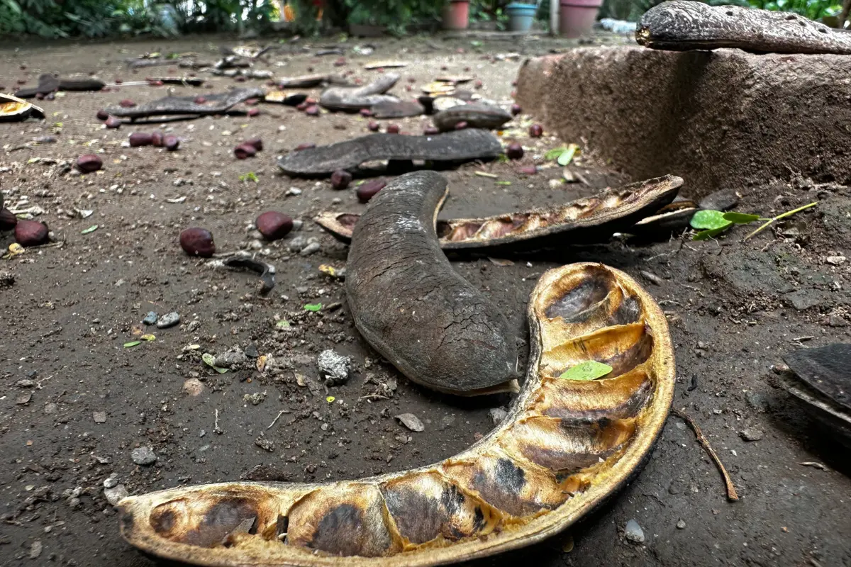 Esta semilla que ayuda a combatir el cáncer se da en árboles frondosos en Tamaulipas | Foto: Daniel Espinoza