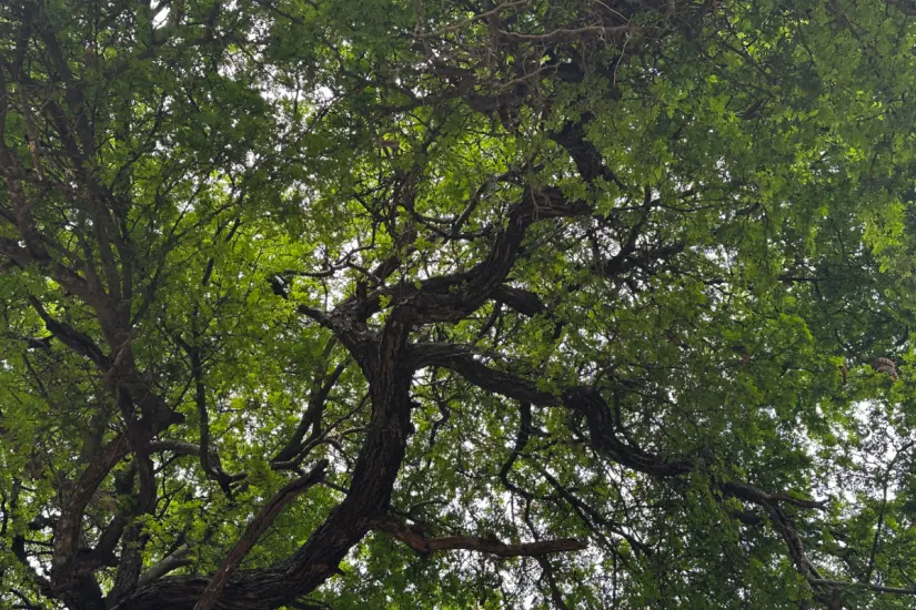 La mahuacata es la semilla del árbol de ébano | Foto: Daniel Espinoza