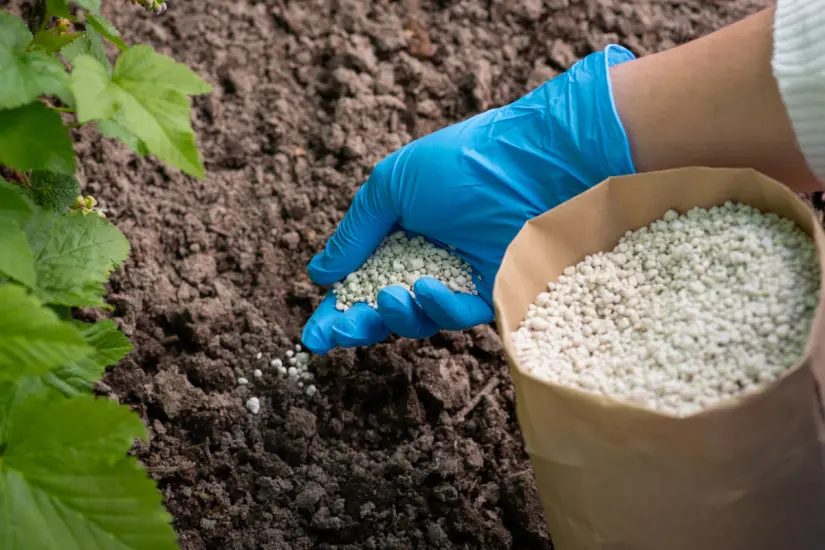 Consigue mejores cosechas en casa con estos fertilizantes orgánicos caseros que elevan la calidad de tus cultivos. Foto: Canva