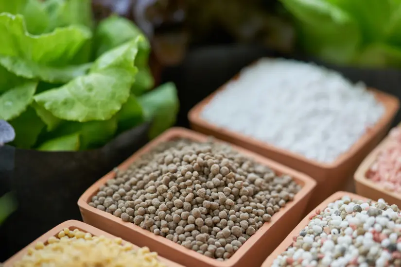 Impulsa el crecimiento de tus plantas en casa con estos siete fertilizantes orgánicos que promueven una huerta productiva. Foto: Canva