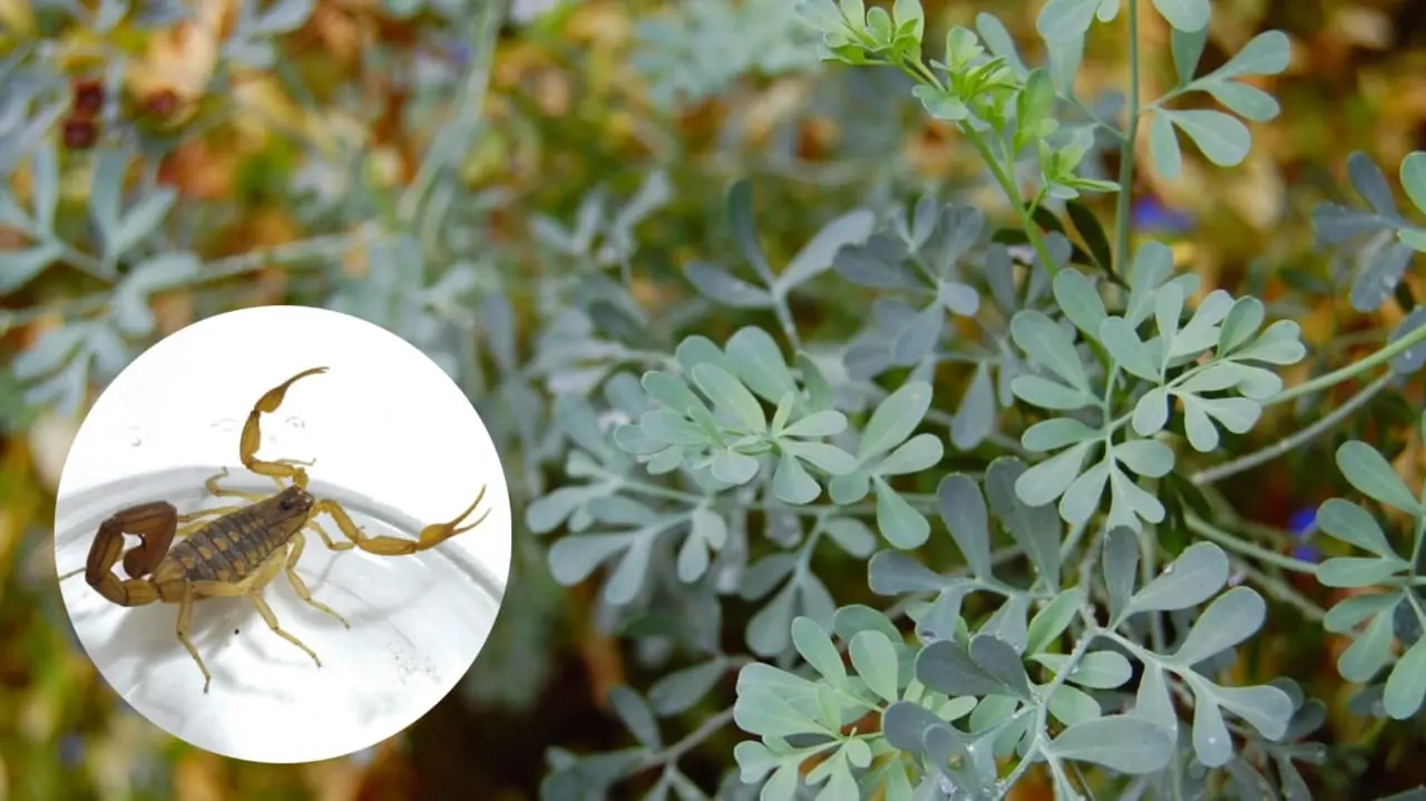 Foto: Pixabay | Esta es la planta de fácil crecimiento que mantiene lejos al alacrán de Durango de los hogares.