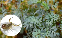 El alacrán de Durango y la planta de fácil crecimiento que los mantiene alejados de tu casa