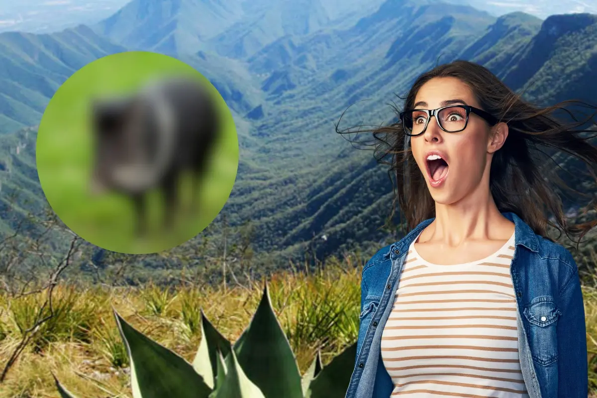 Los jabalíes son animales nativos de Nuevo León que pueden ser agresivos si se sienten amenazados. Foto: Canva / GobMX / BIO Enciclopedia
