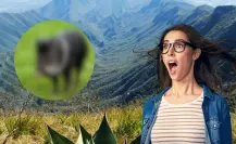 El animal nativo de Nuevo León con colmillos curvados que usa para defenderse