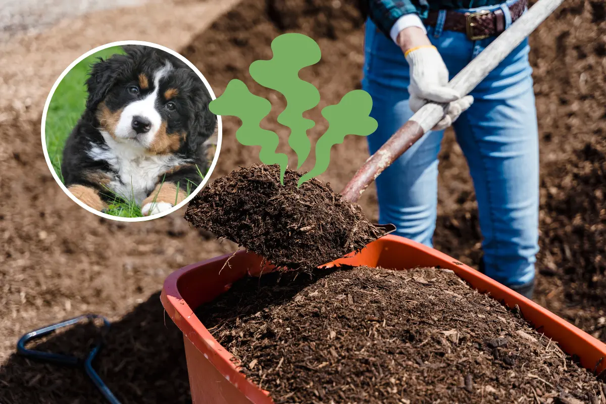 Aprovechar las heces de tu perro para hacer composta es una manera sostenible de enriquecer tu jardín. Foto: Canva