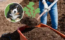 El secretazo para hacer composta con las heces de tu mascota, según la UNAM