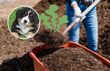 El secretazo para hacer composta con las heces de tu mascota, según la UNAM