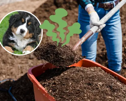 El secretazo para hacer composta con las heces de tu mascota, según la UNAM