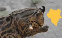 El animal nativo de Durango que pocos han visto, pero que se cree aún está en sus bosques