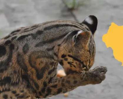 El animal nativo de Durango que pocos han visto, pero que se cree aún está en sus bosques