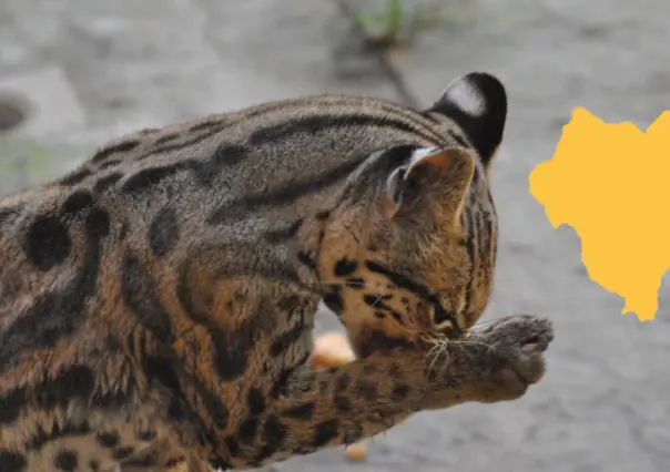 El animal nativo de Durango que pocos han visto, pero que se cree aún está en sus bosques