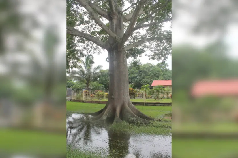 Ceiba pentandra. Foto: iNaturalist