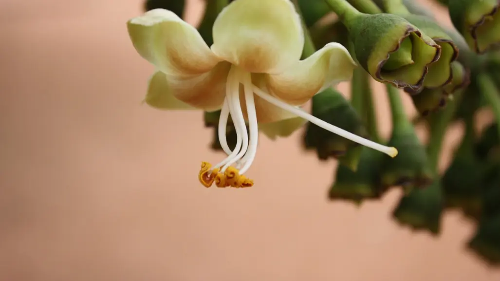 La extraordinaria flor nativa de Tamaulipas que es la preferida de los murciélagos