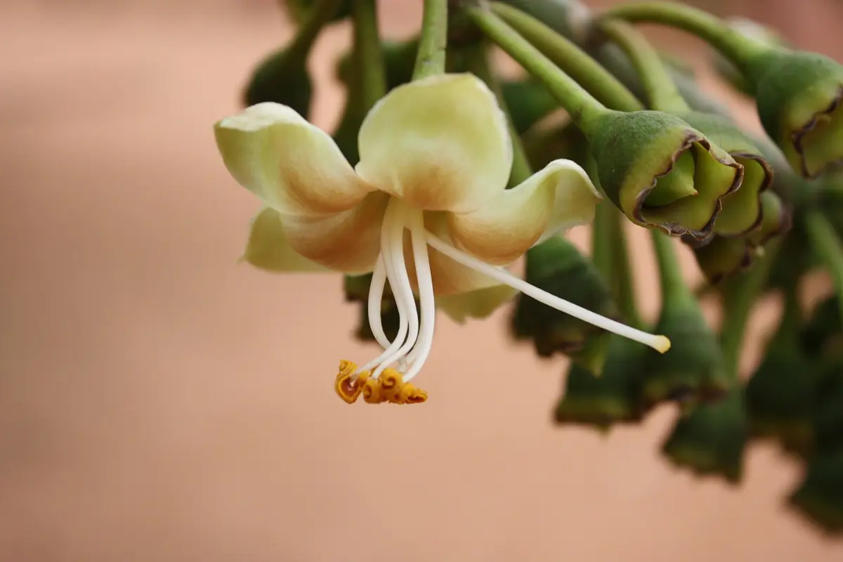 Flor de ceiba. Foto: iNaturalist