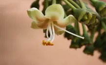 La extraordinaria flor nativa de Tamaulipas que es la preferida de los murciélagos