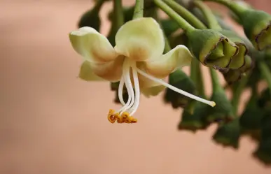 La extraordinaria flor nativa de Tamaulipas que es la preferida de los murciélagos