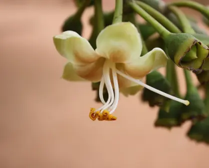 La extraordinaria flor nativa de Tamaulipas que es la preferida de los murciélagos