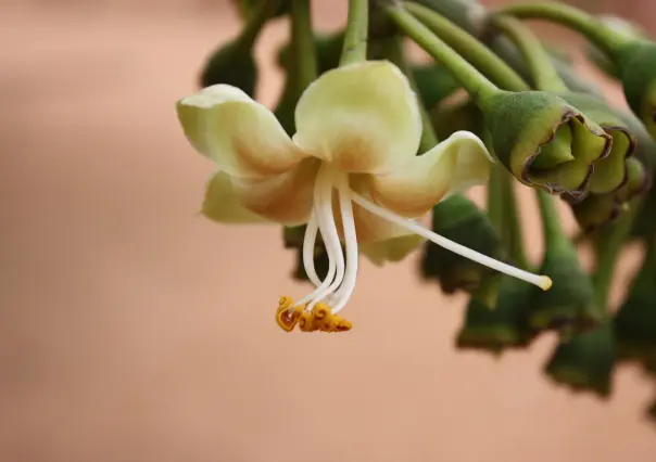 La extraordinaria flor nativa de Tamaulipas que es la preferida de los murciélagos
