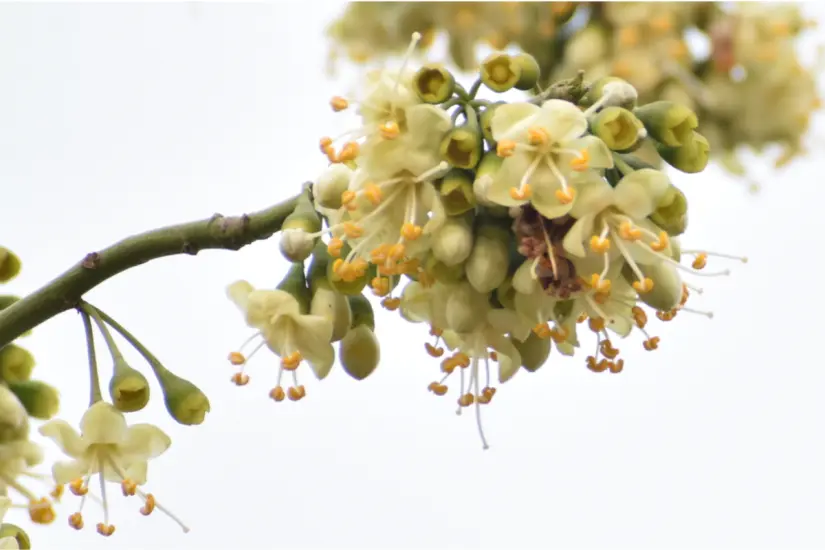 La ceiba y su flor son nativas de zonas tropicales. Foto: iNaturalist