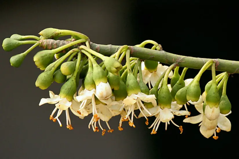 La ceiba, sus flores y los murciélagos cumplen un rol ecológico vital en el ecosistema. Foto: iNaturalist
