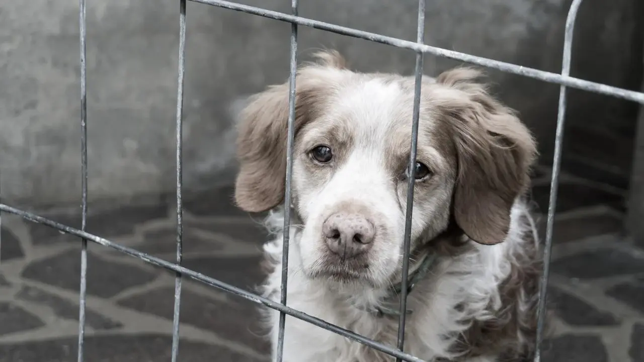 ¿Fuiste testigo de maltrato animal? Así puedes denunciarlo en el Edomex. Foto: Canva
